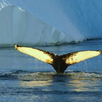 biodiversité Protéger la biodiversité